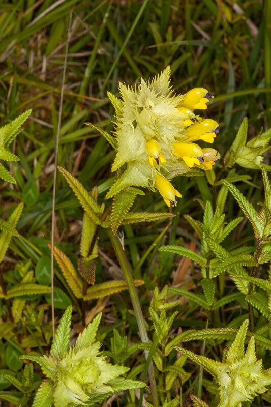 Rhinanthus major leaf