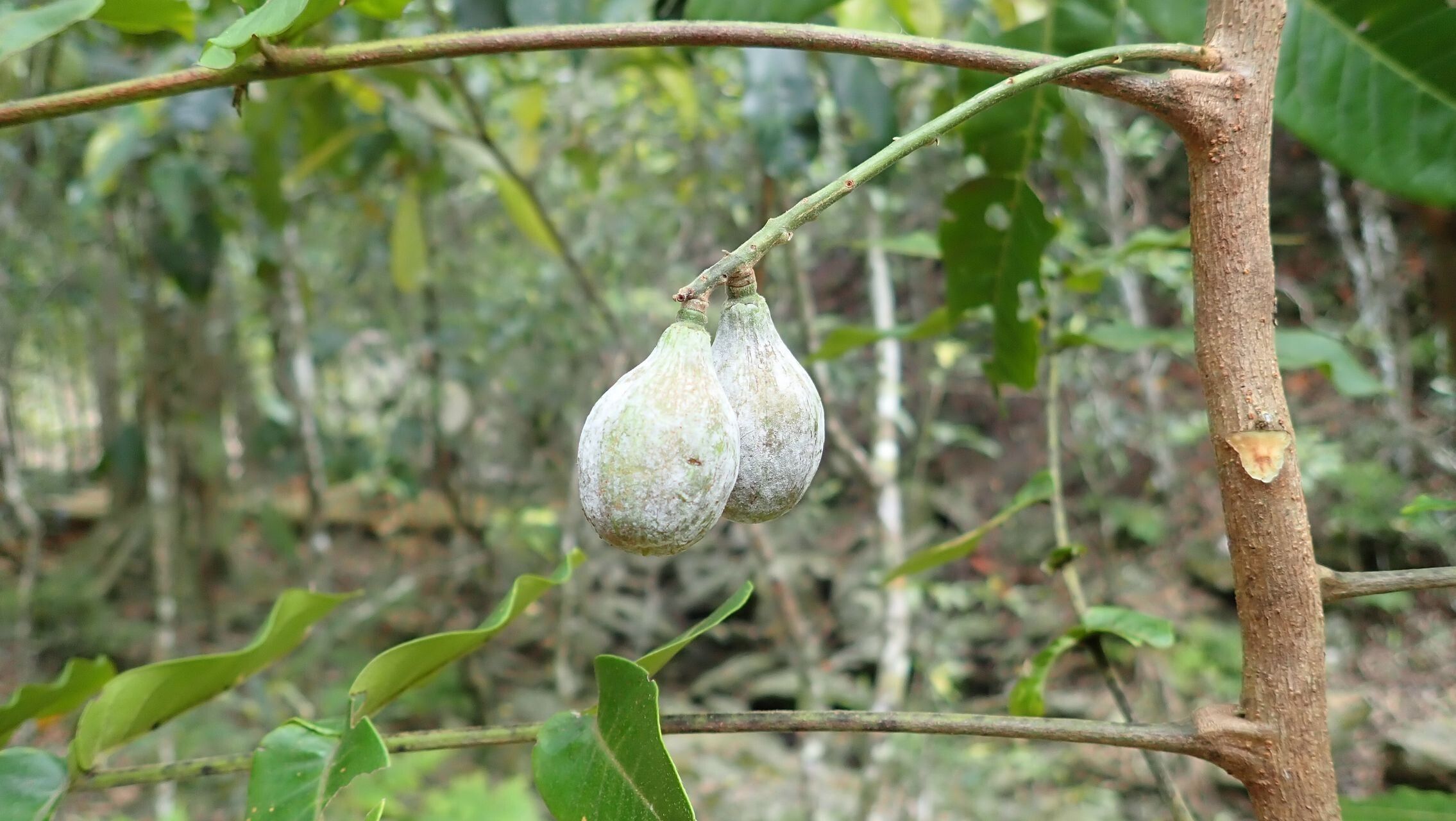 Didymocheton macrostachyus fruit