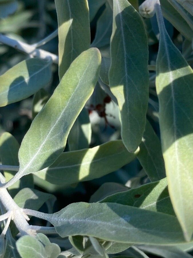 Teucrium heterophyllum leaf