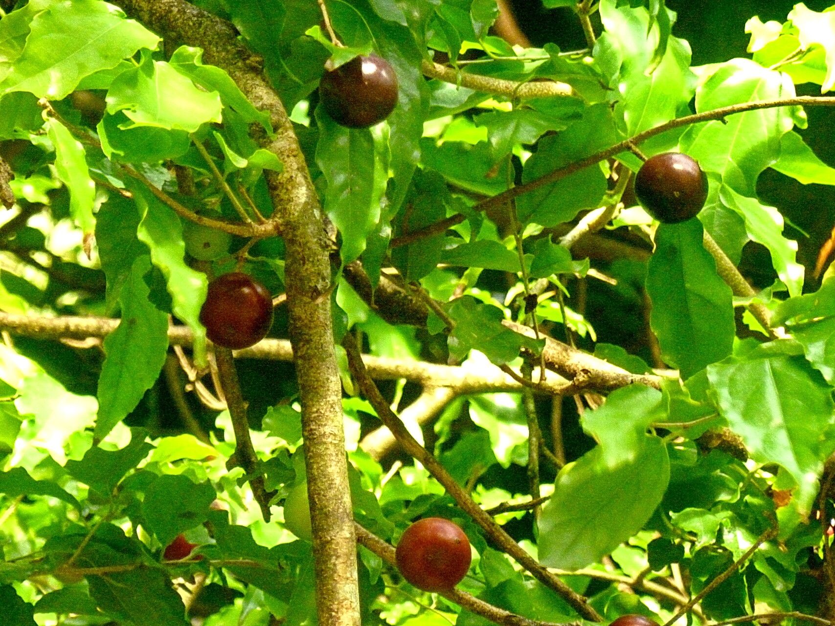 Ludia mauritiana — search result for 'Salicaceae'