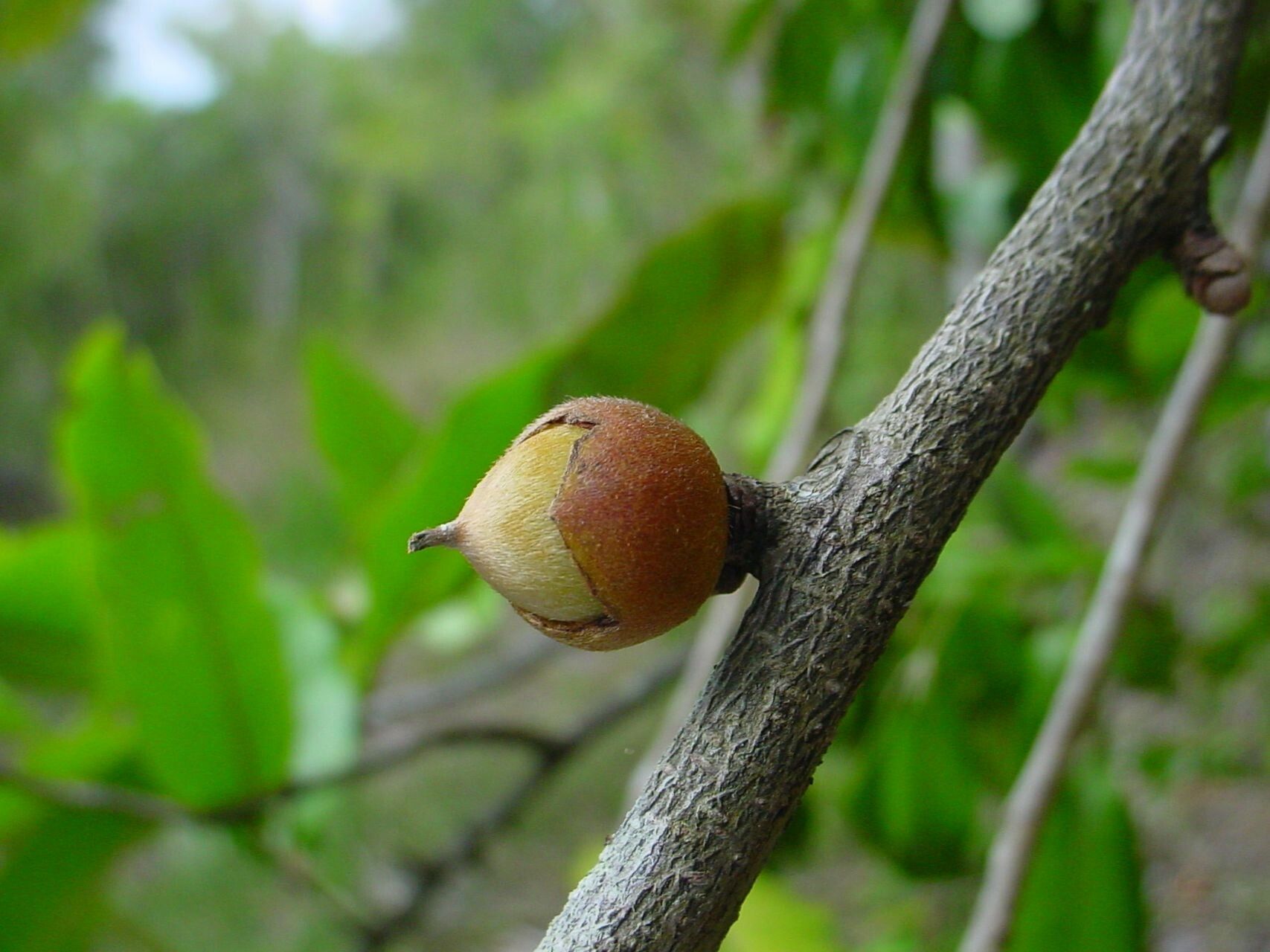 Diospyros veillonii fruit