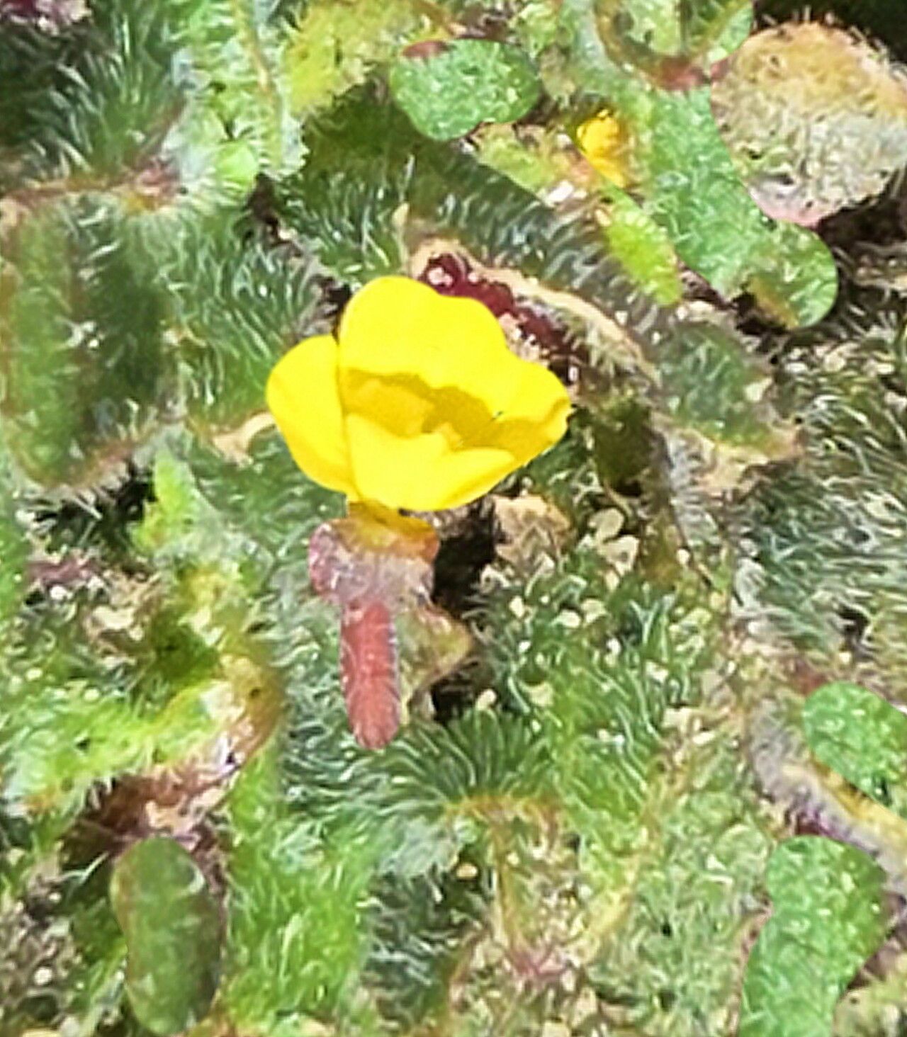 Camissoniopsis lewisii — related species from the same genus