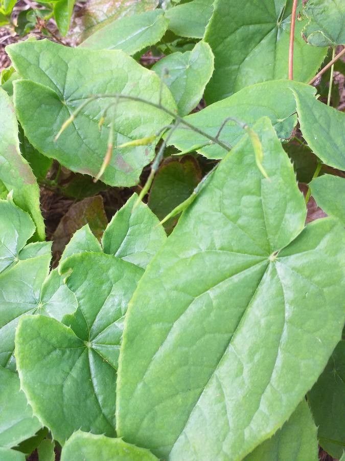 Epimedium lishihchenii leaf