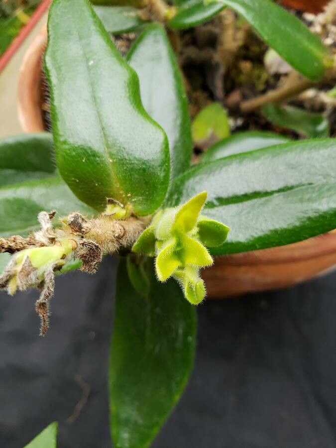 Nematanthus pycnophyllus flower