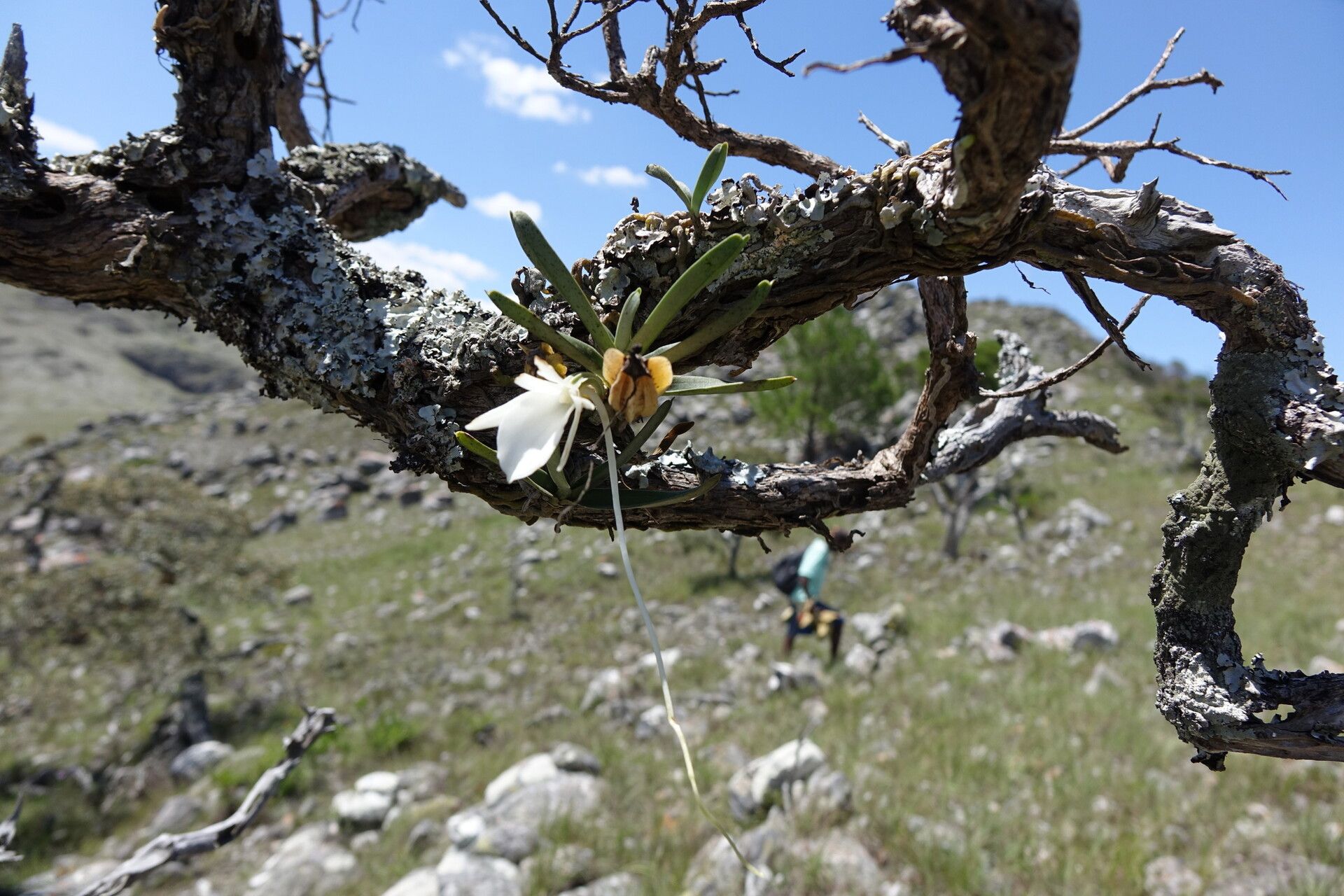 Angraecum rutenbergianum — houseplant care guide
