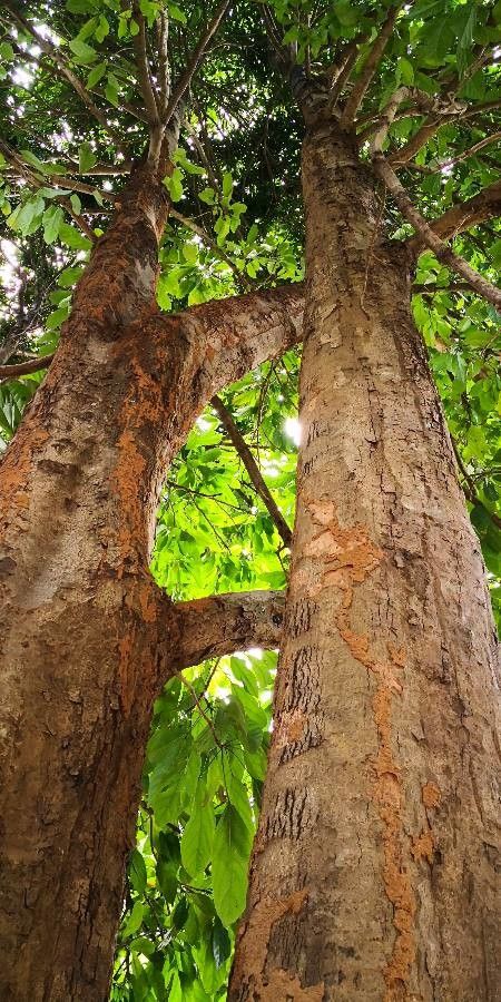 Scaphium affine habit