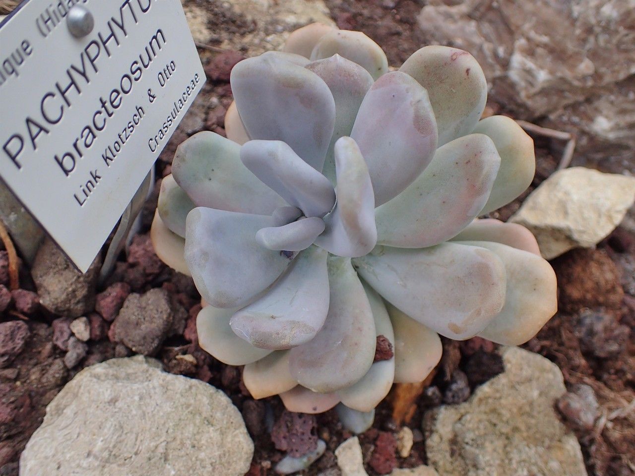 Pachyphytum bracteosum habit