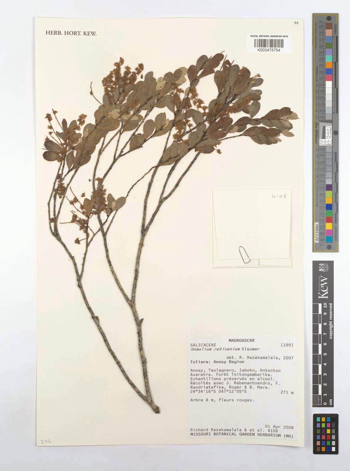 Homalium retivenium — houseplant care guide