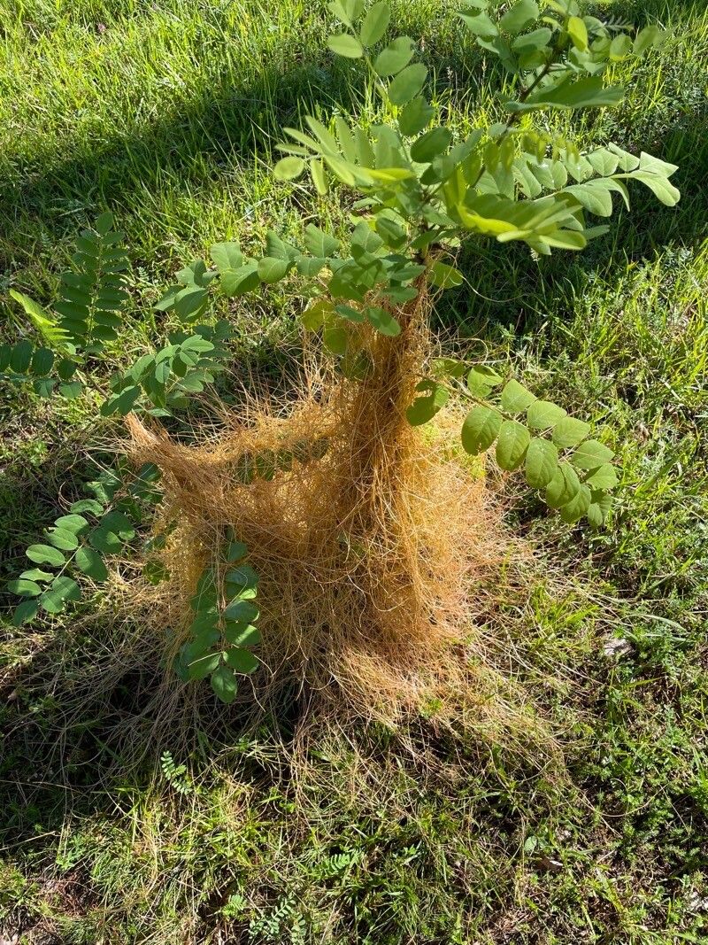 Cuscuta salina — search result for 'Cuscuta'