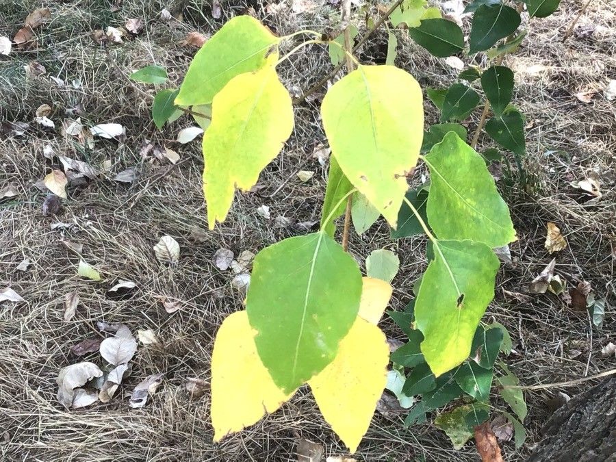 Populus trichocarpa leaf