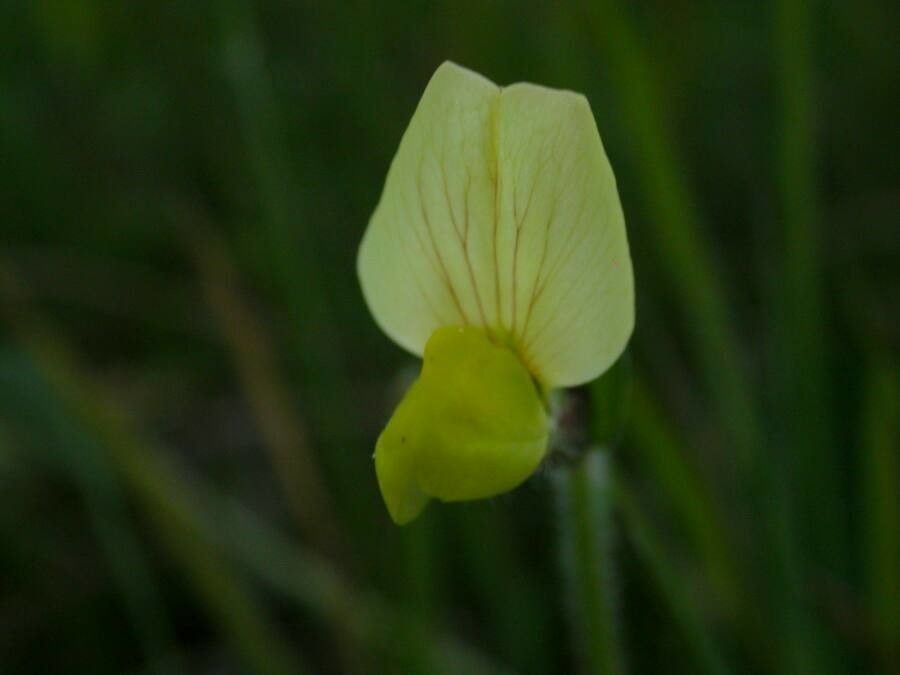 Tetragonolobus maritimus flower