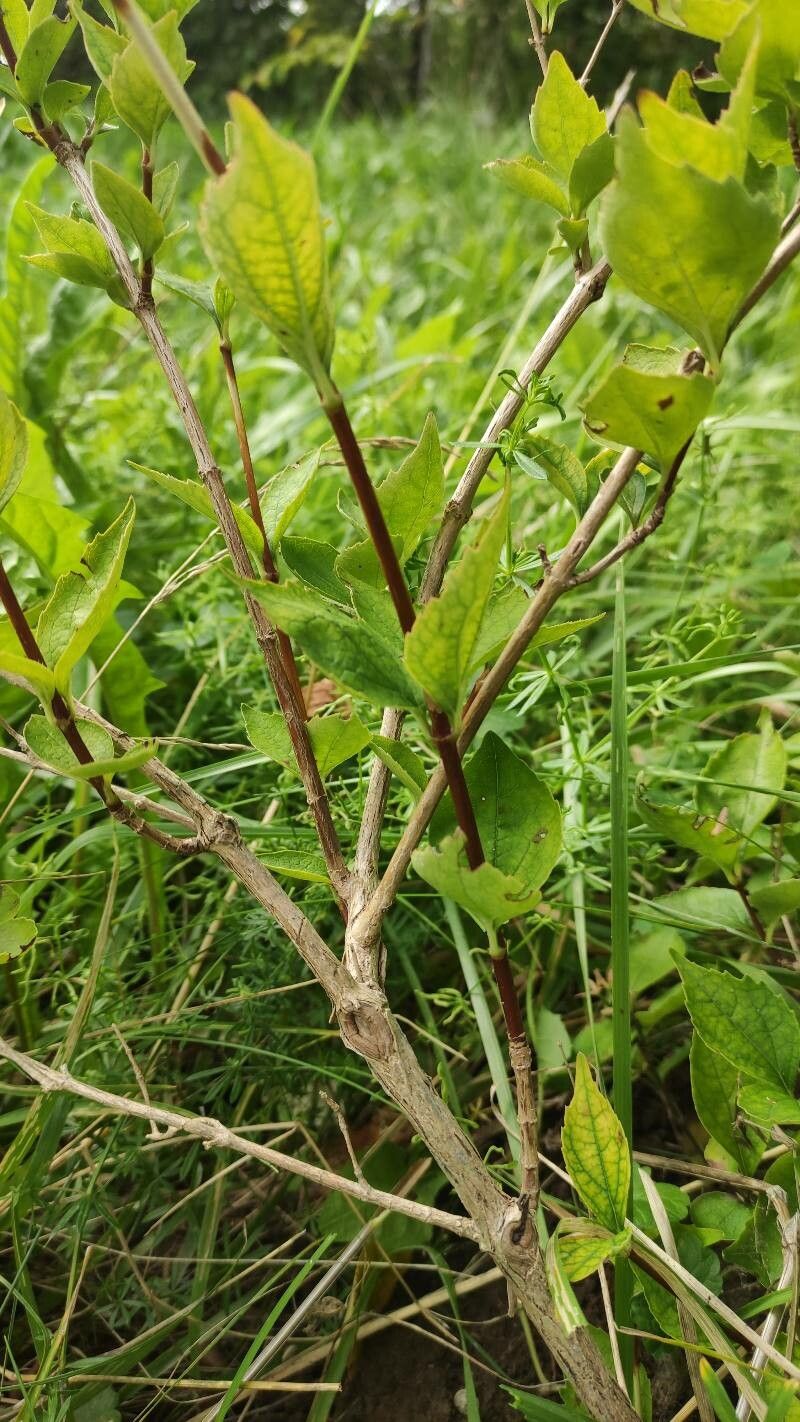 Diabelia spathulata habit
