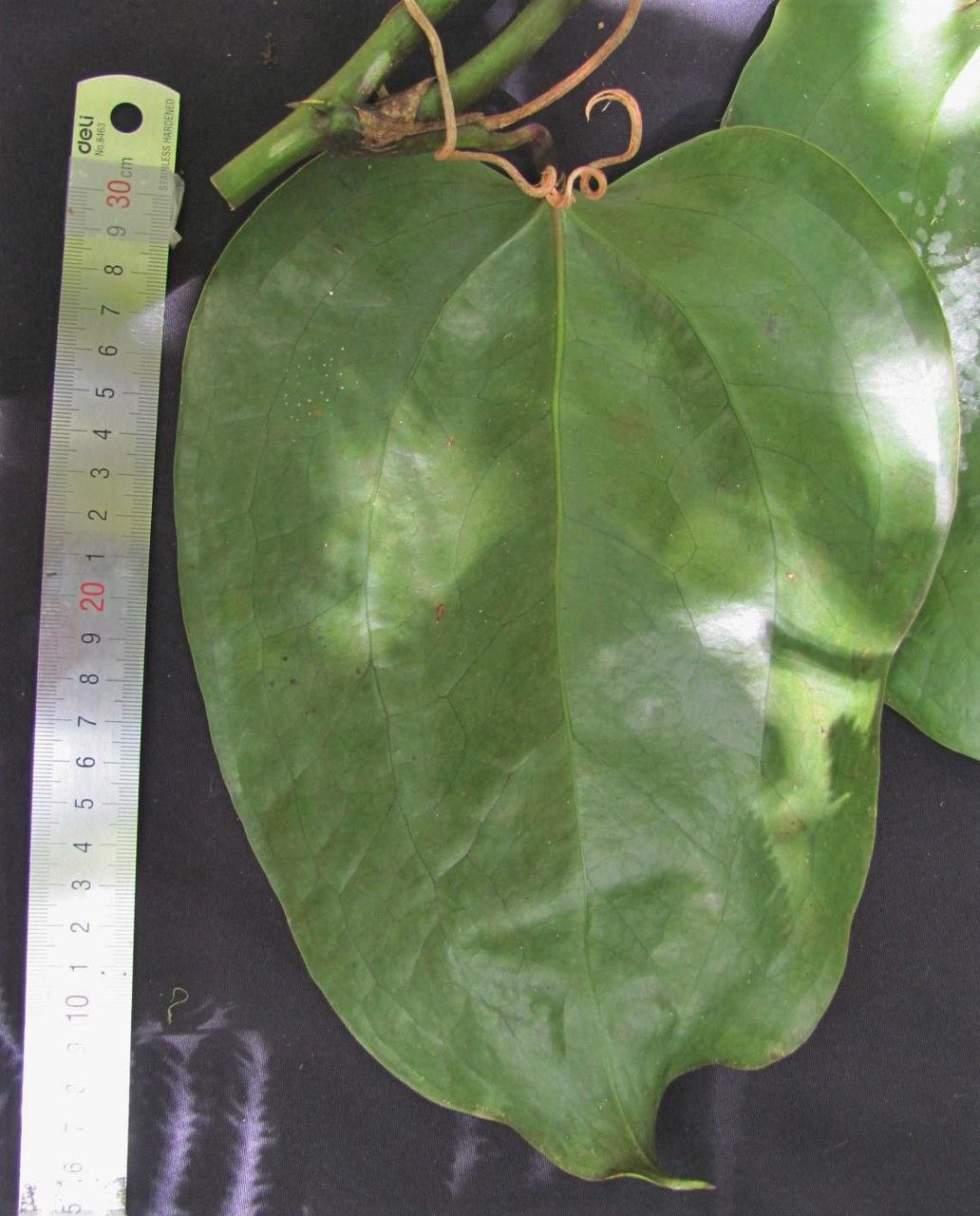 Smilax febrifuga — search result for 'Smilax'