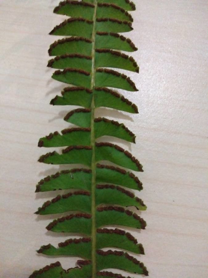 Osmolindsaea odorata — houseplant care guide