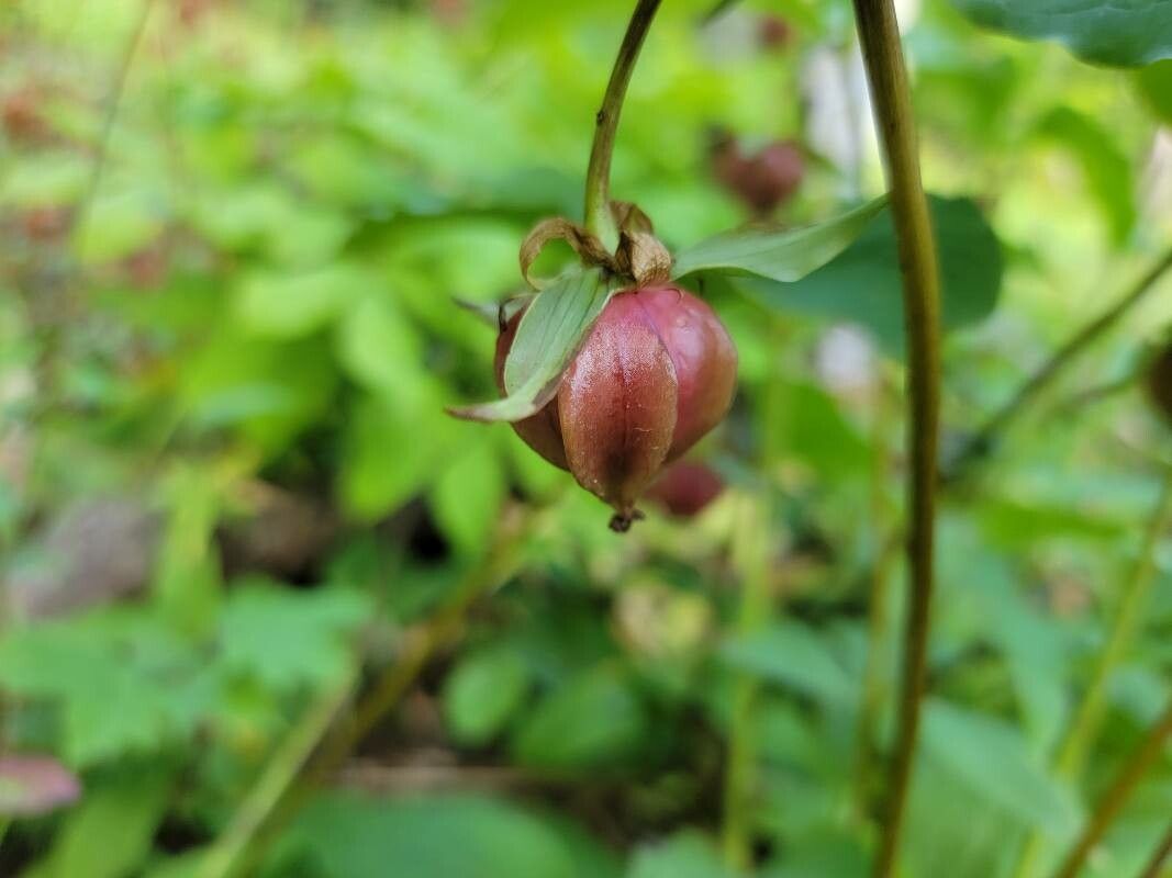 Trillium cernuum fruit