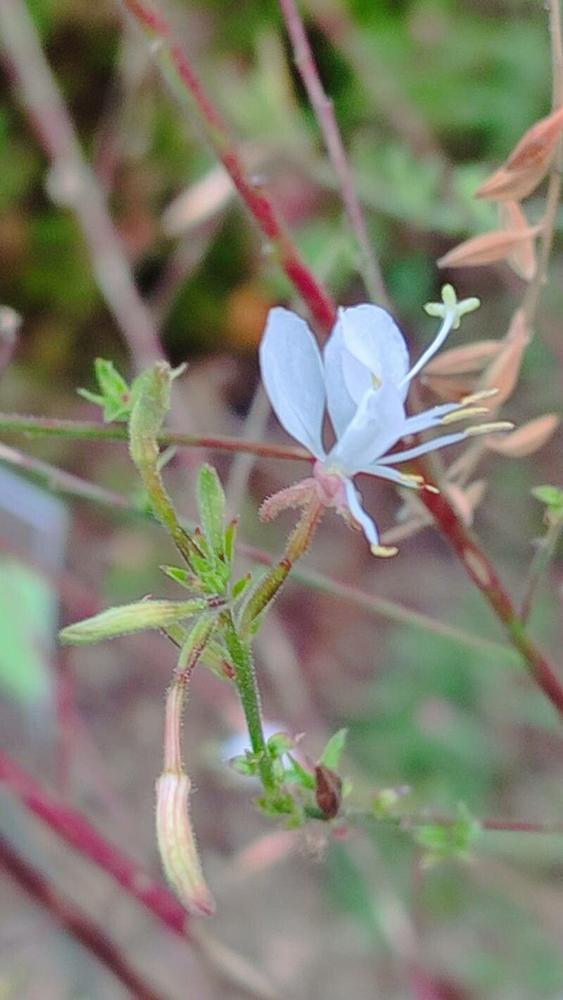 Oenothera filiformis flower