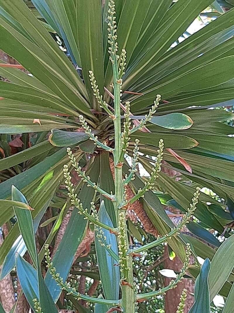 Dracaena xiphophylla flower