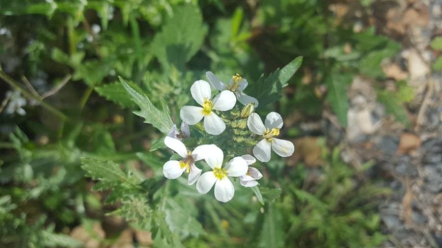 Cakile maritima flower