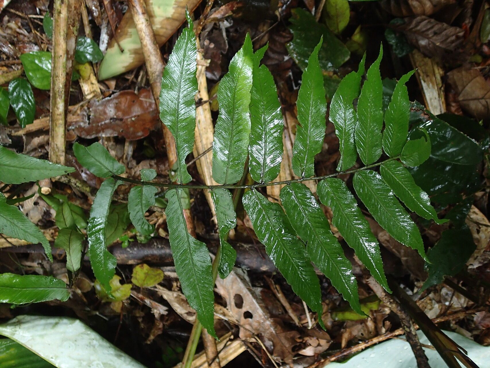 Diplazium sammatii leaf