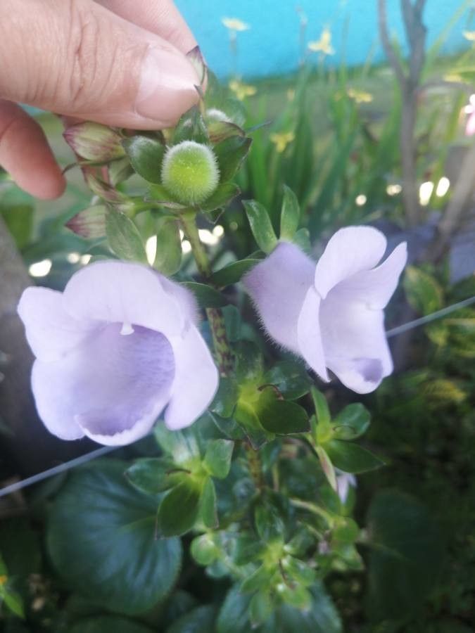 Gloxinia perennis fruit
