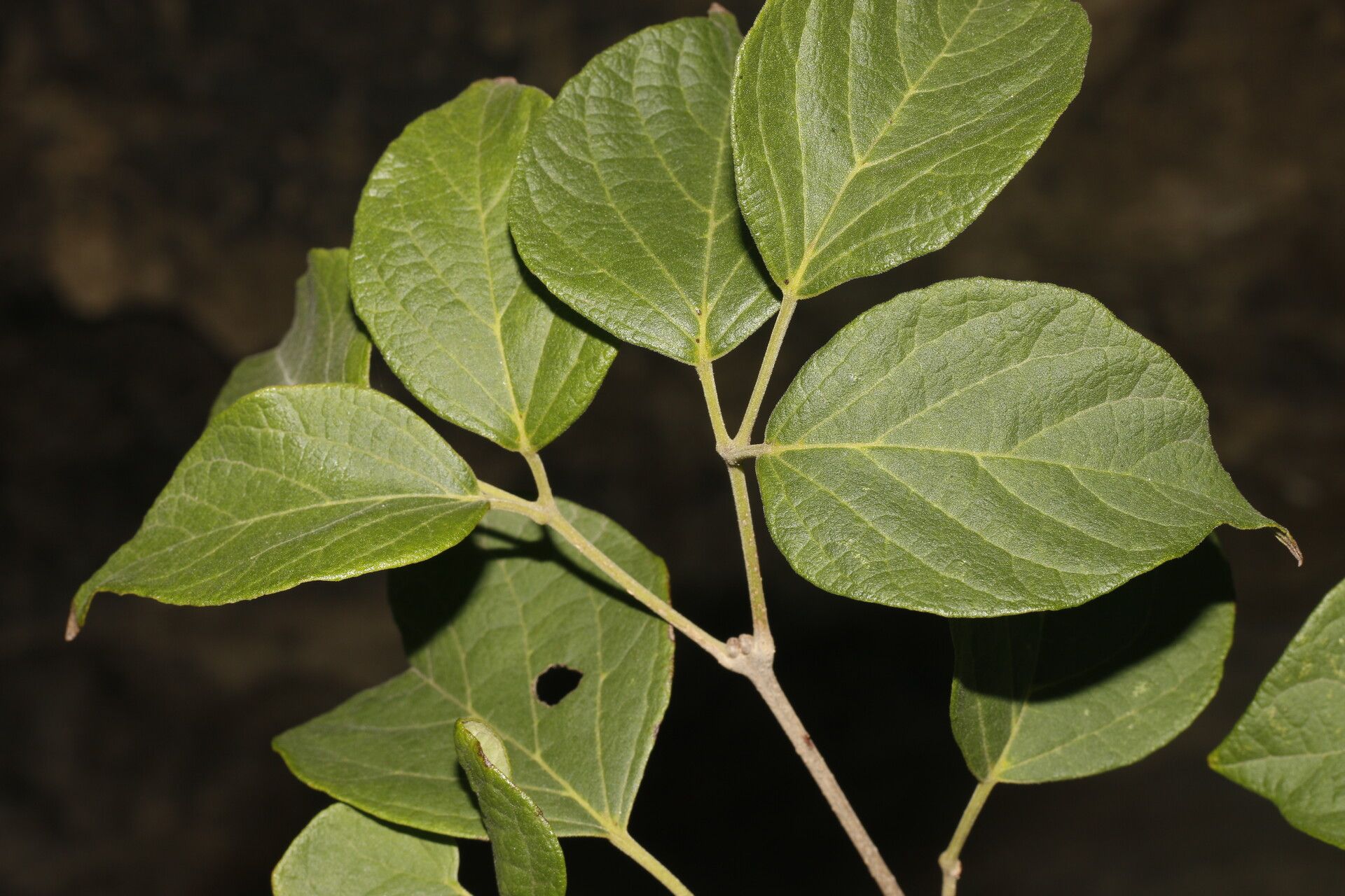 Fridericia costaricensis leaf
