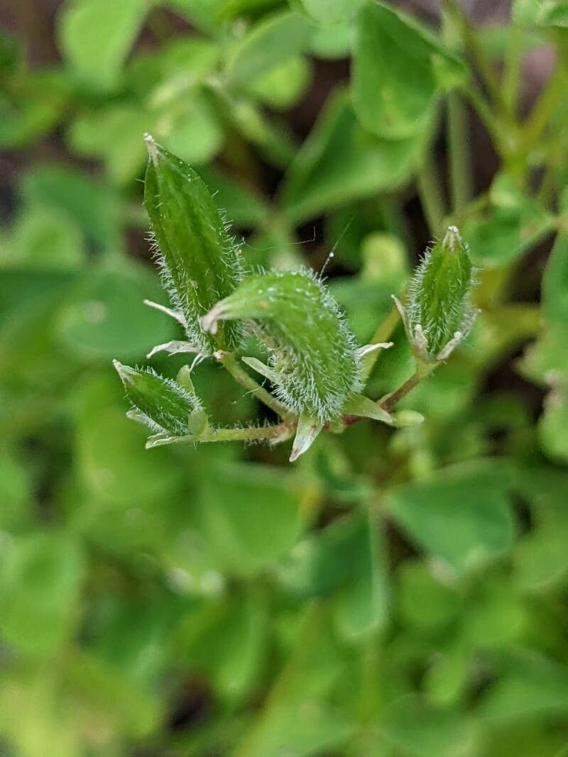 Oxalis fontana fruit