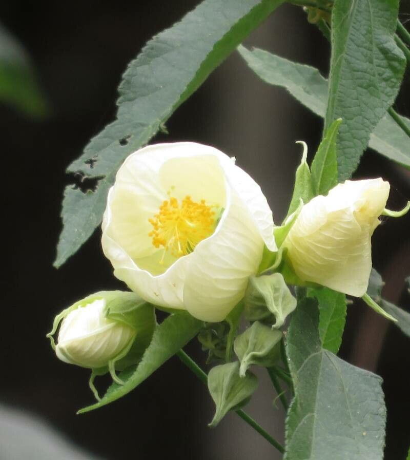 Callianthe nivea flower