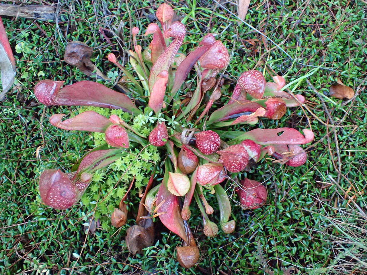 Sarracenia psittacina habit