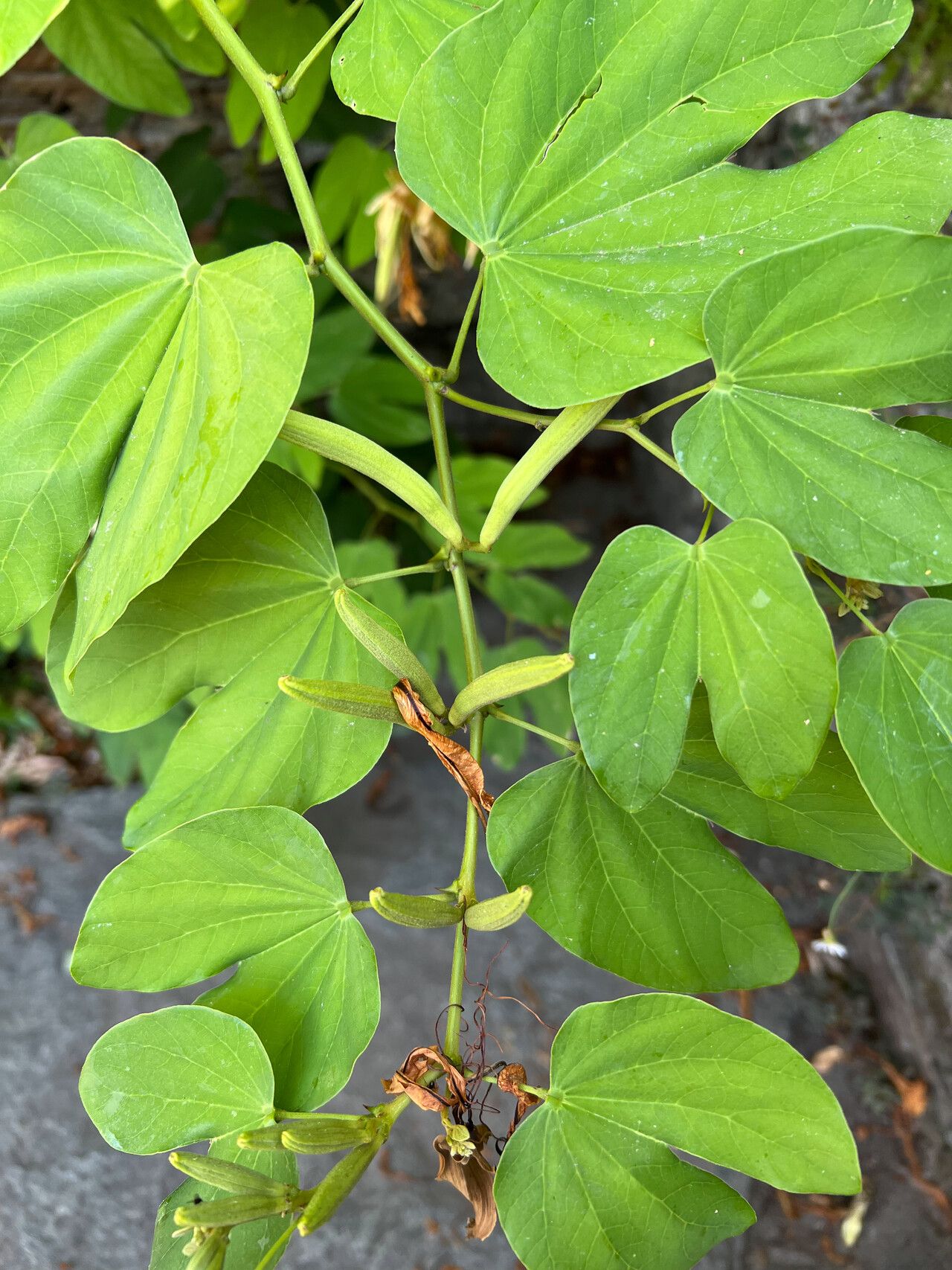 Bauhinia forficata fruit