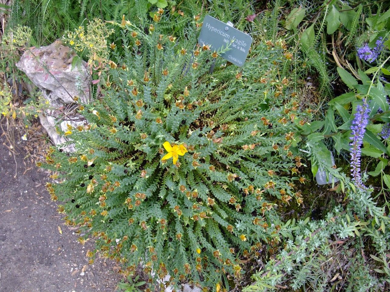 Hypericum fragile habit