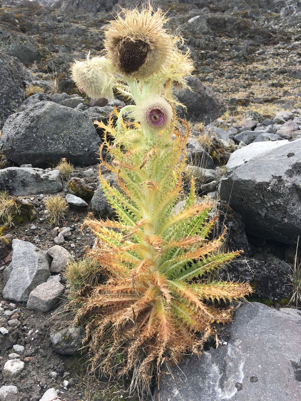 Cirsium nivale habit