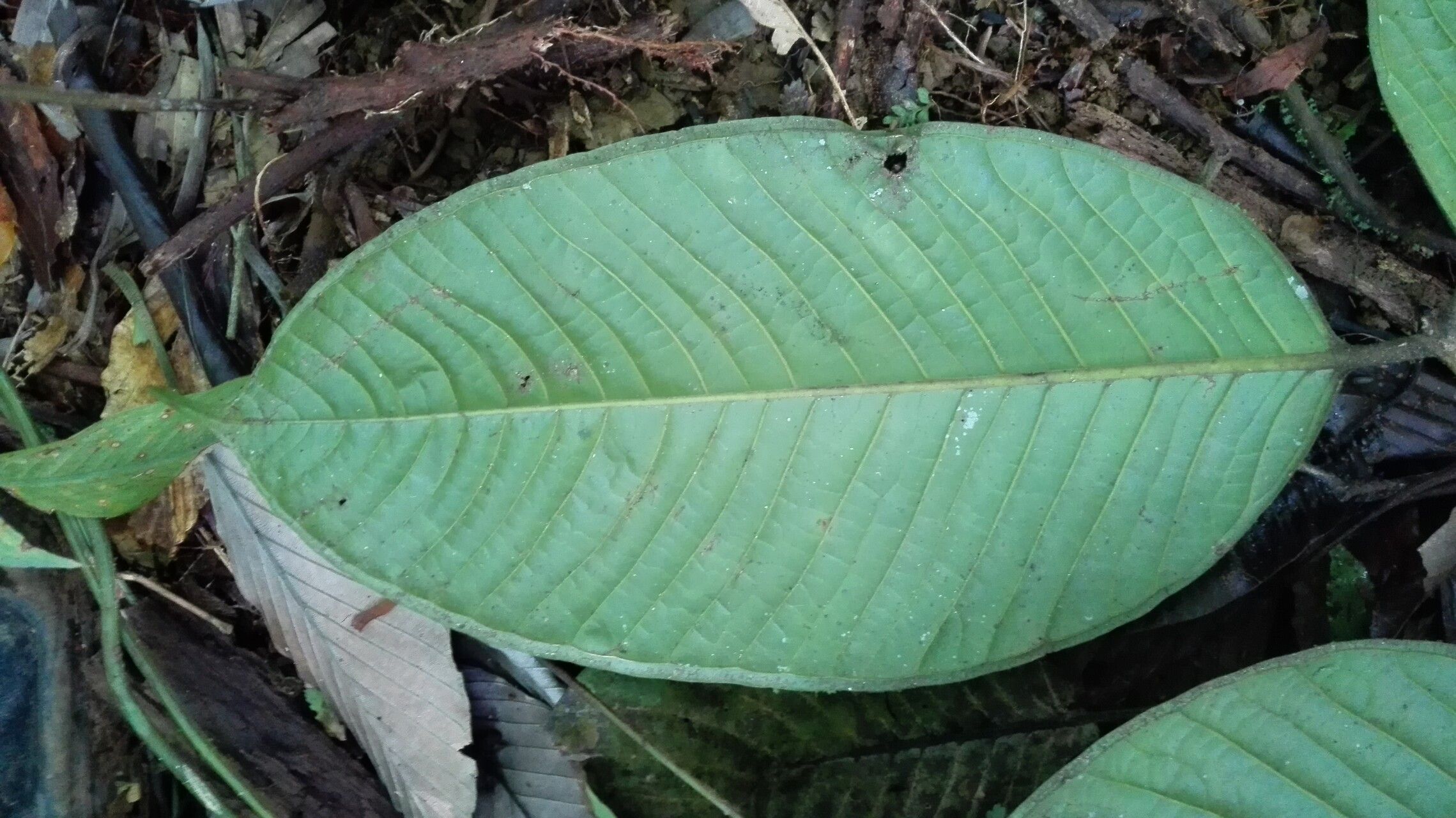 Plinia nicaraguensis leaf