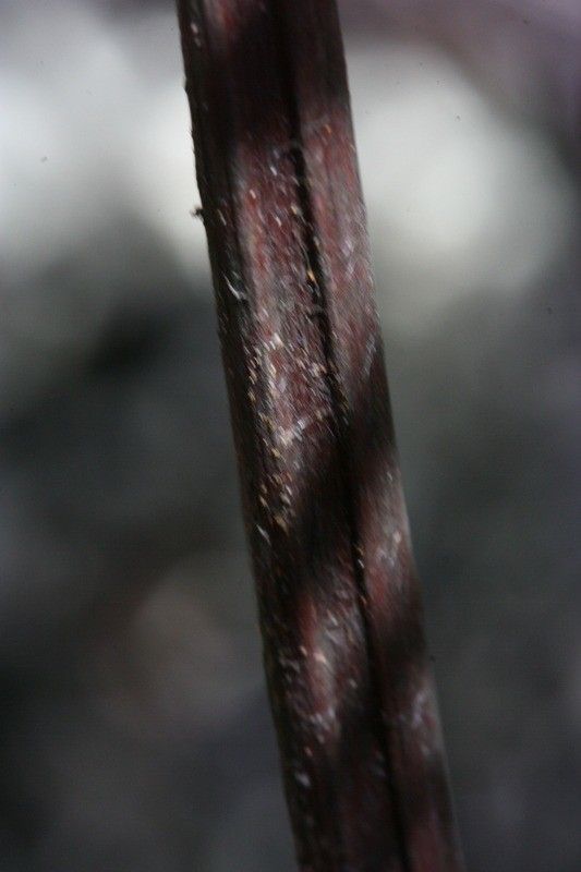 Hemionitis quadripinnata bark