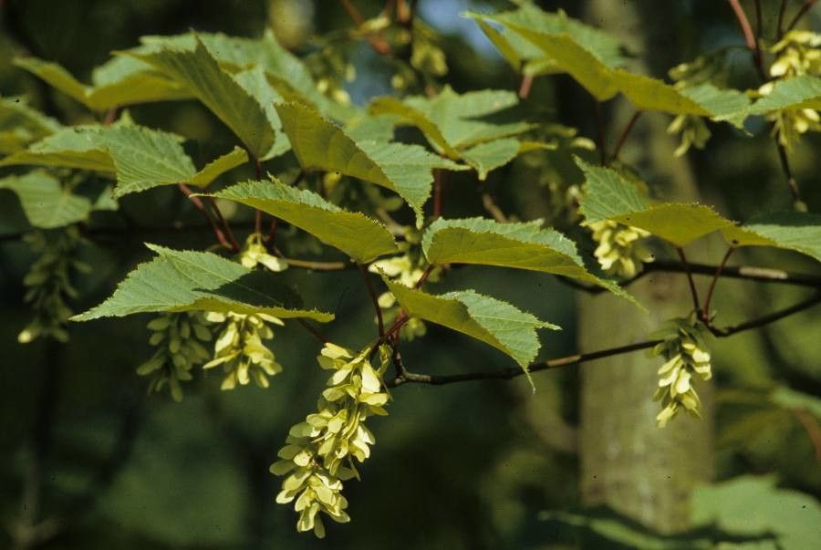 Acer capillipes flower