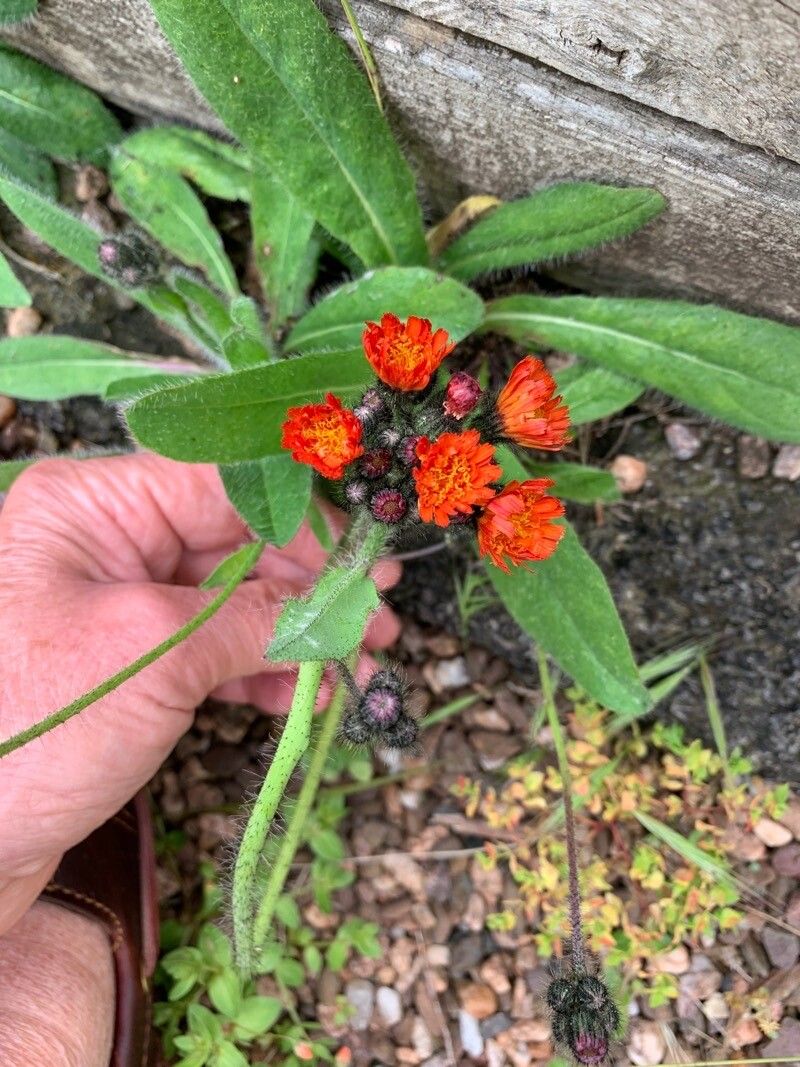 Pilosella aurantiaca x Pilosella glacialis — related species from the same genus
