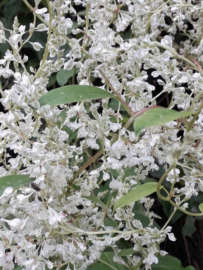 Fallopia aubertii flower