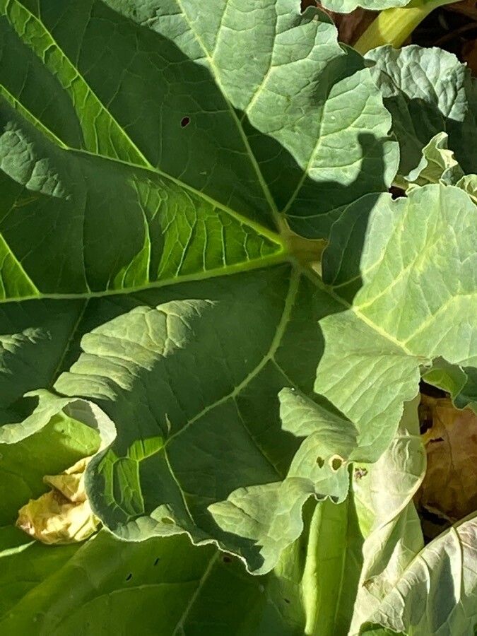 Rheum × hybridum fruit