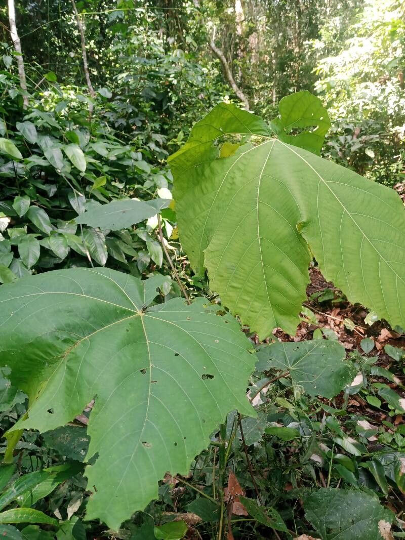 Macaranga schweinfurthii leaf