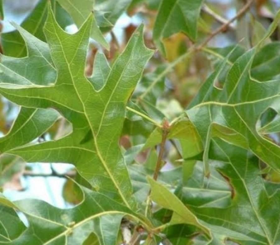 Quercus laevis leaf