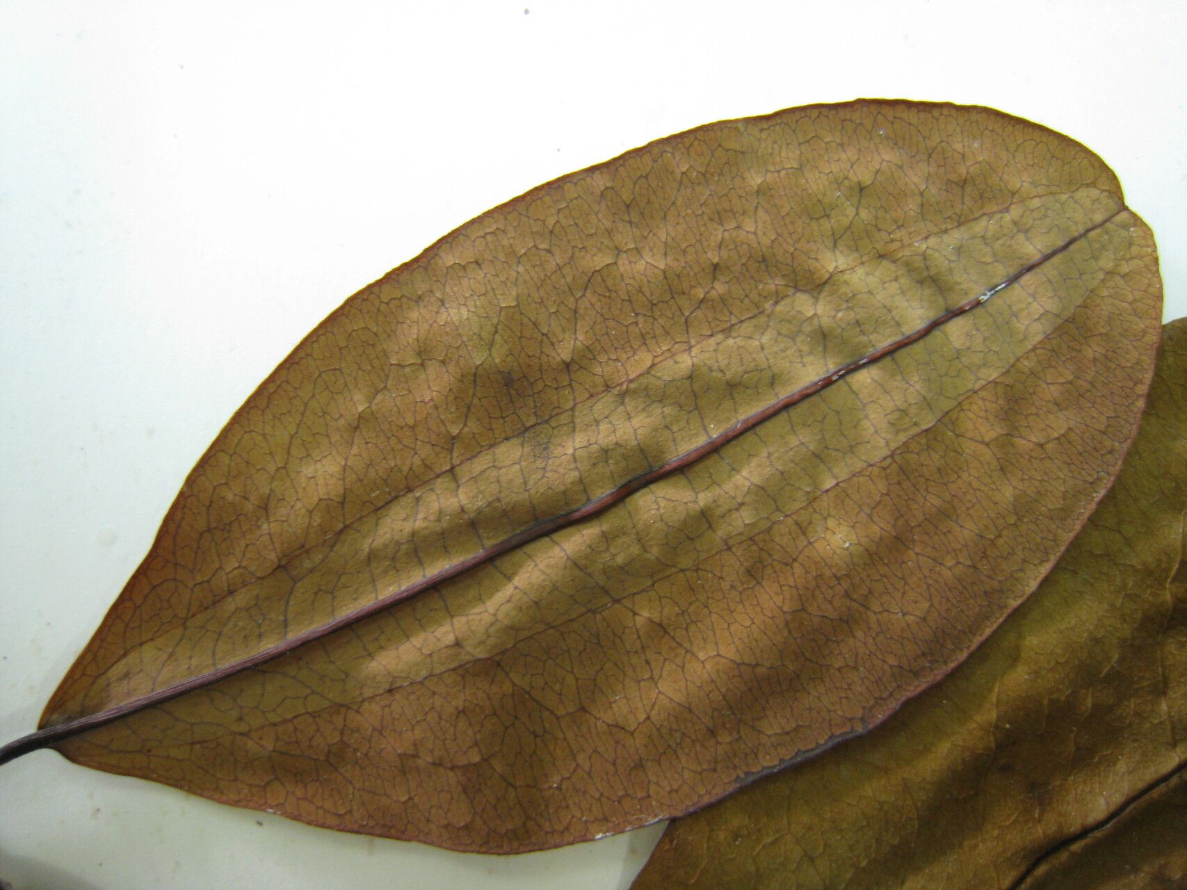 Erythroxylum lineolatum other