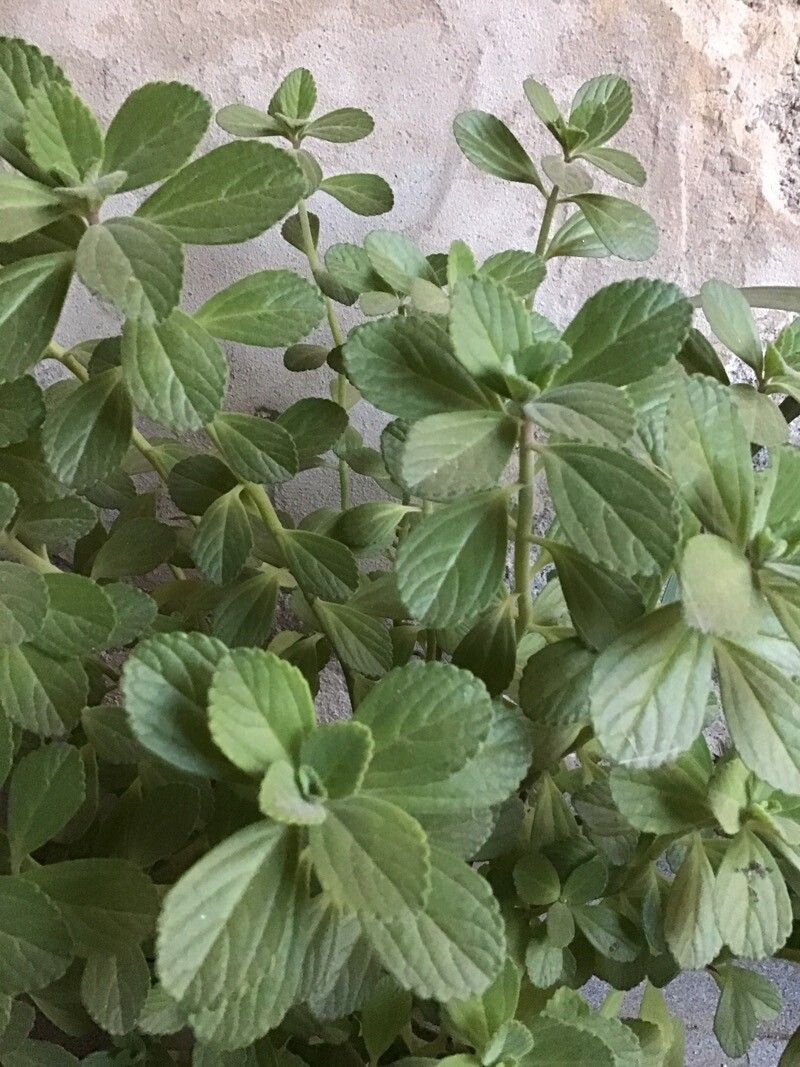 Coleus comosus — search result for 'Coleus'