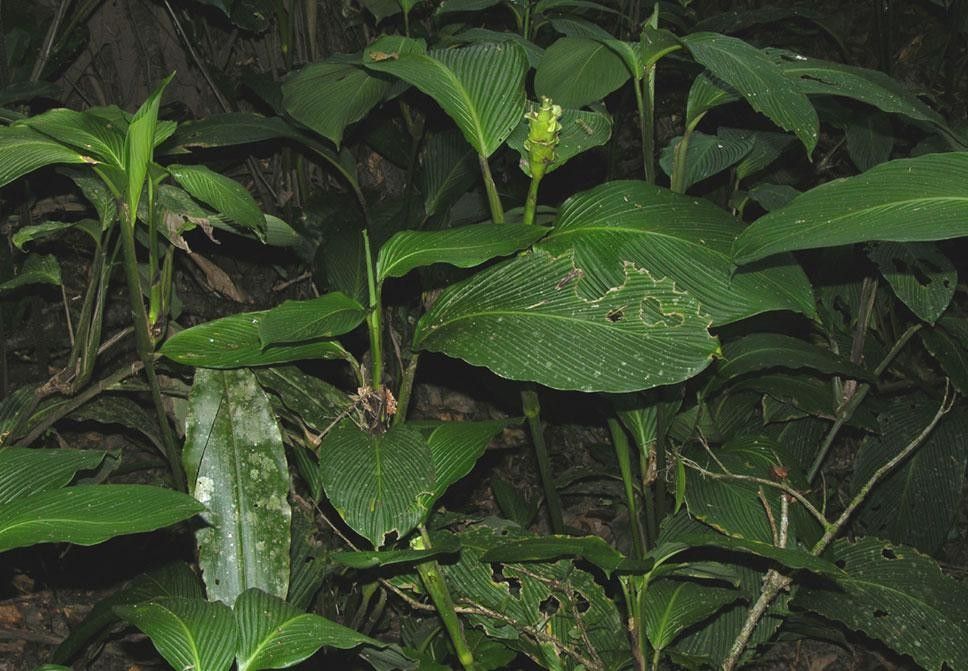 Goeppertia foliosa habit