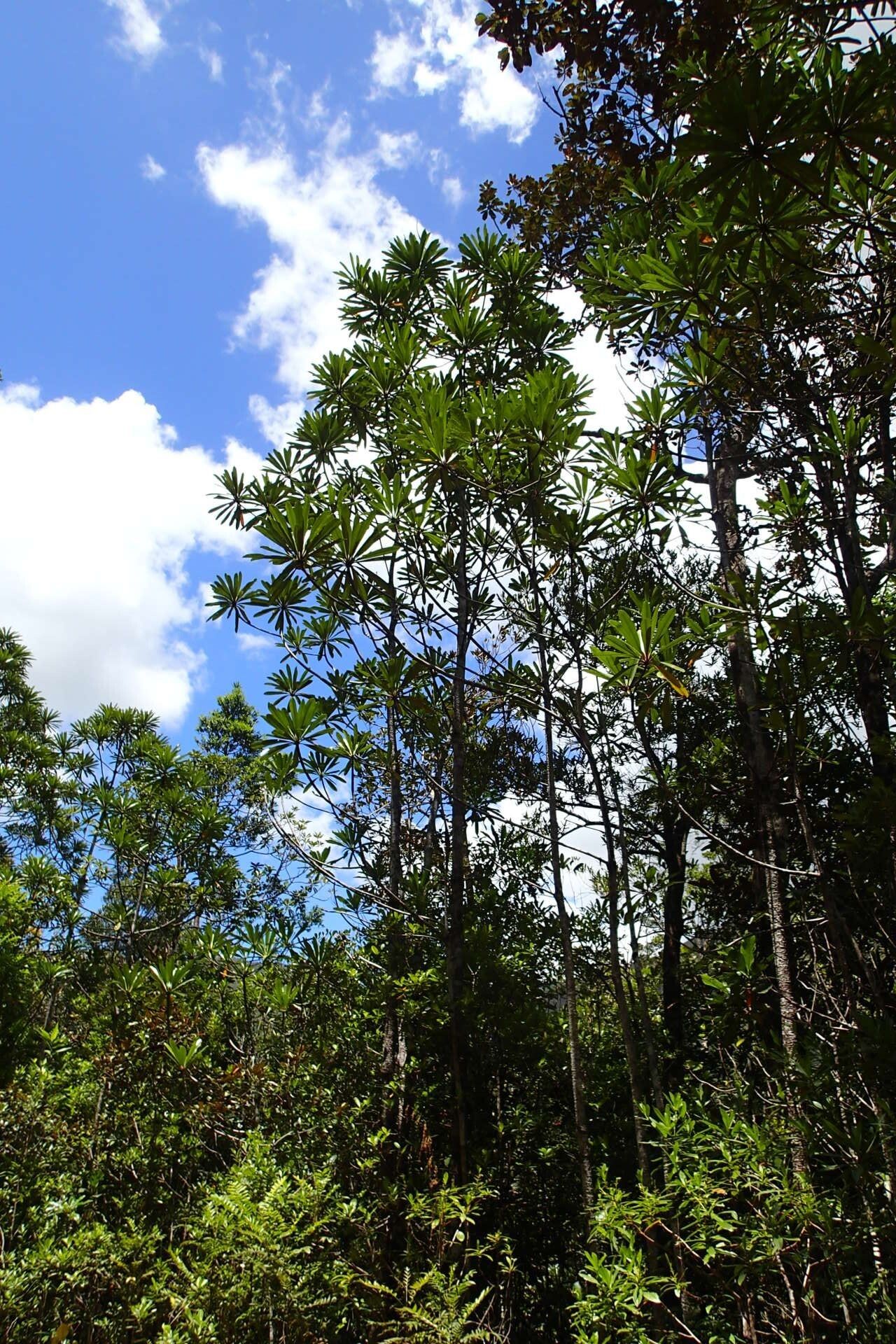 Cerberiopsis candelabra — related species from the same genus