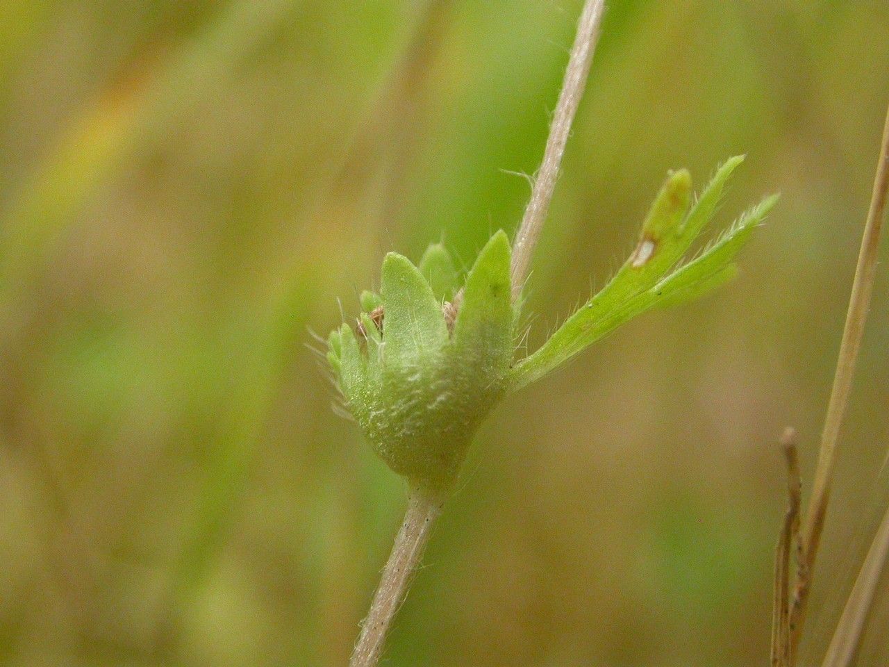 Alchemilla australis flower