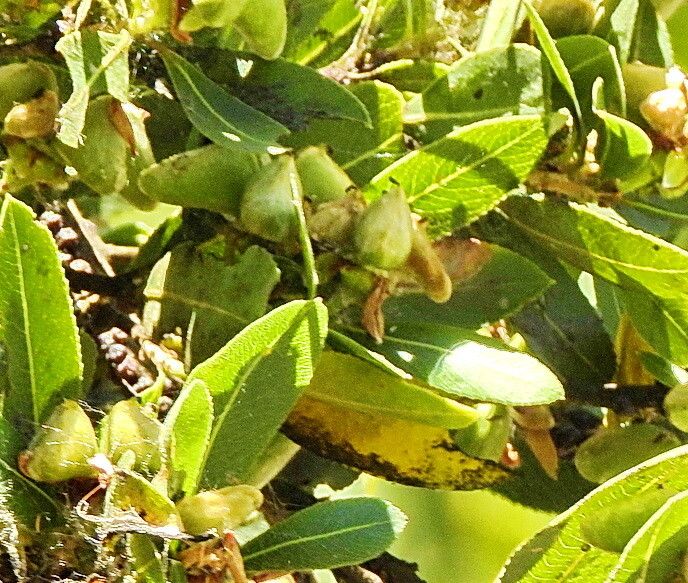 Kageneckia oblonga — houseplant care guide