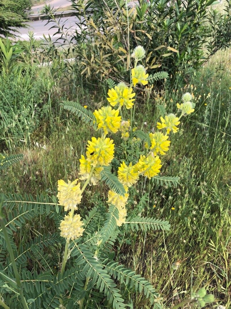 Astragalus alopecuroides flower