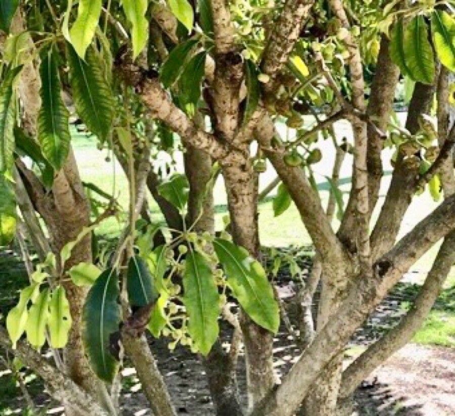 Schefflera pueckleri bark