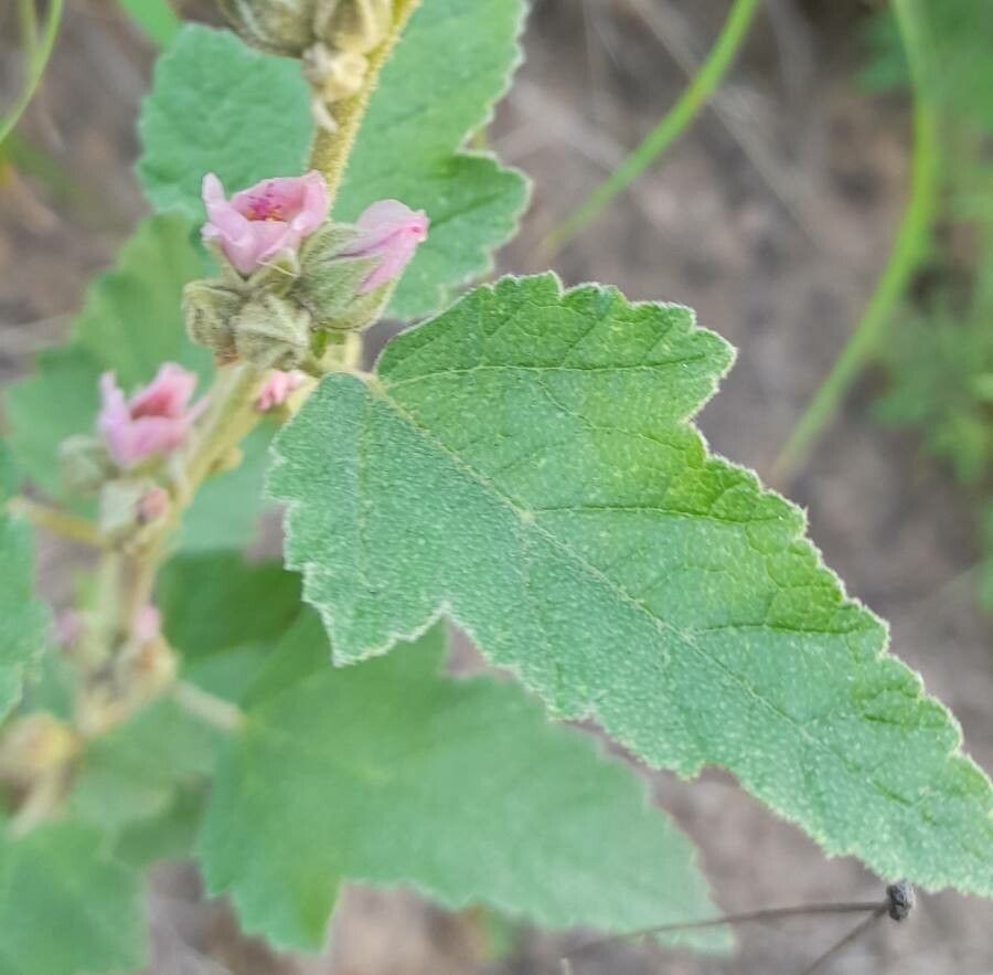 Sphaeralcea brevipes leaf