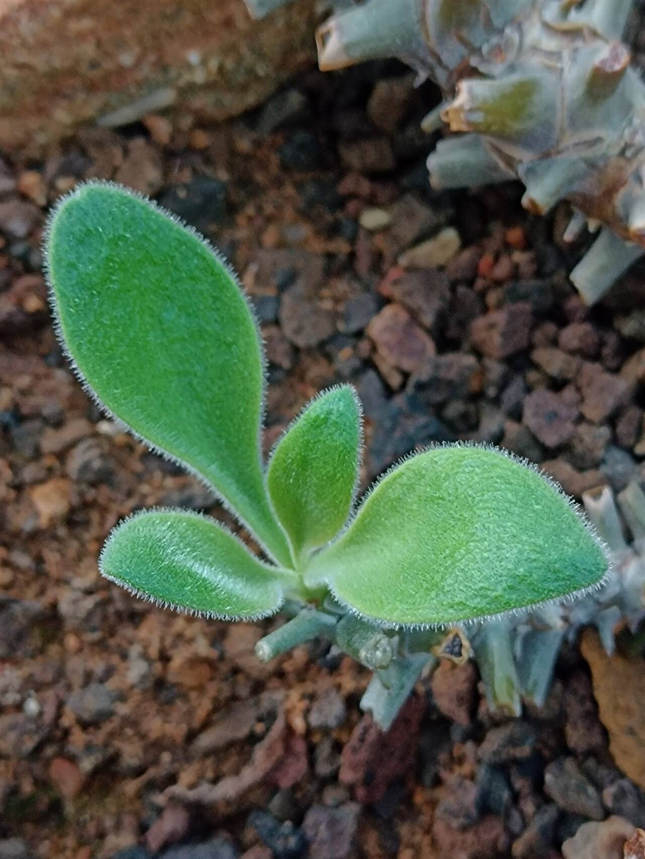 Tylecodon racemosus leaf