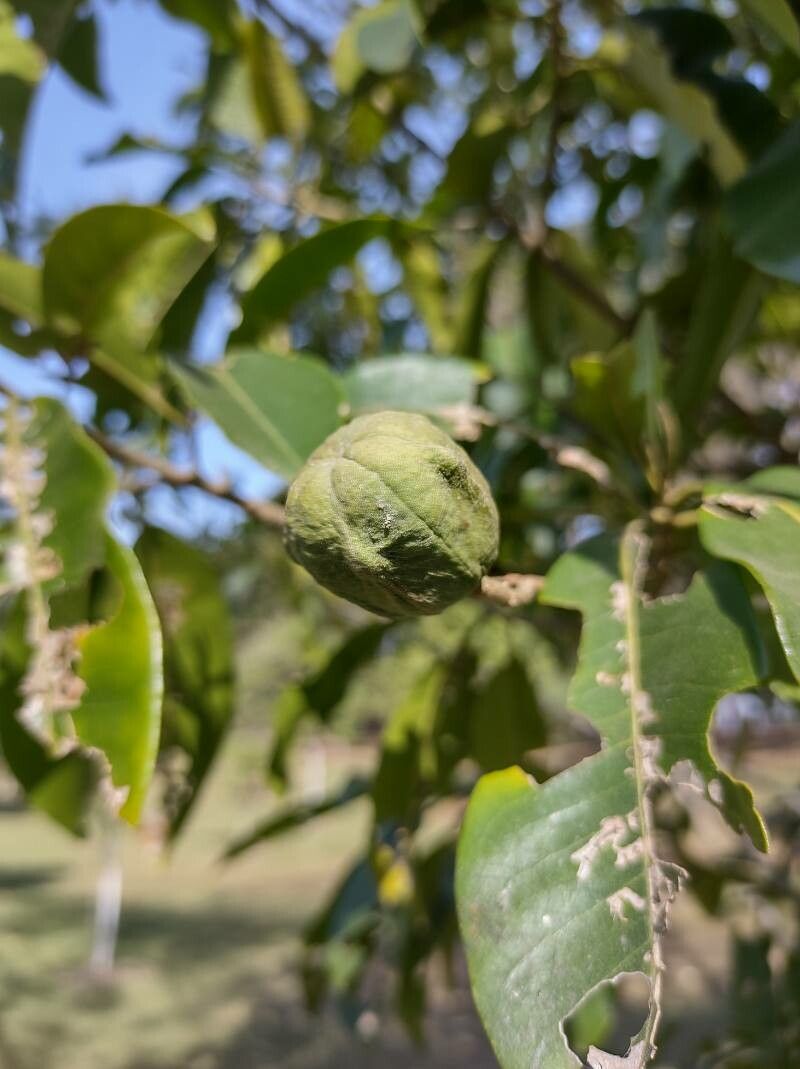 Esenbeckia leiocarpa flower
